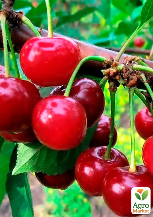 Вишня "Малятко" (літній сорт, ранній термін дозрівання)