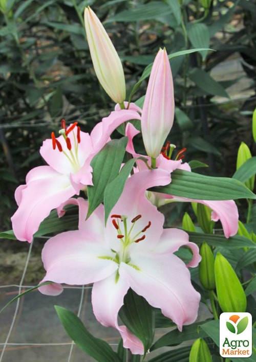 Лілія "Pink News" (Гігантська квітка) - фото 2
