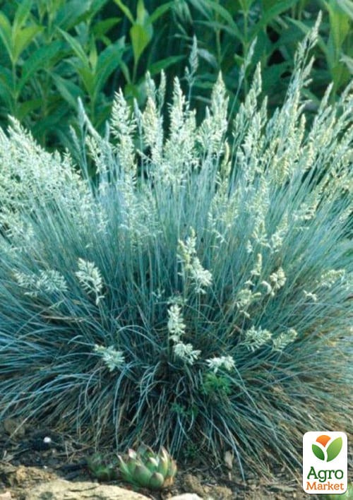 Овсяница аметистовая (Festuca amethystina) - фото 3