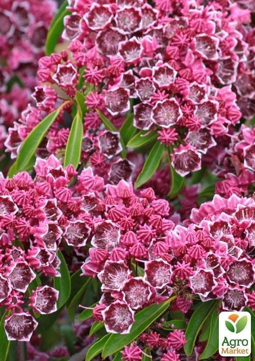 Кальмия latifolia "Kaleidoscope" - фото 3