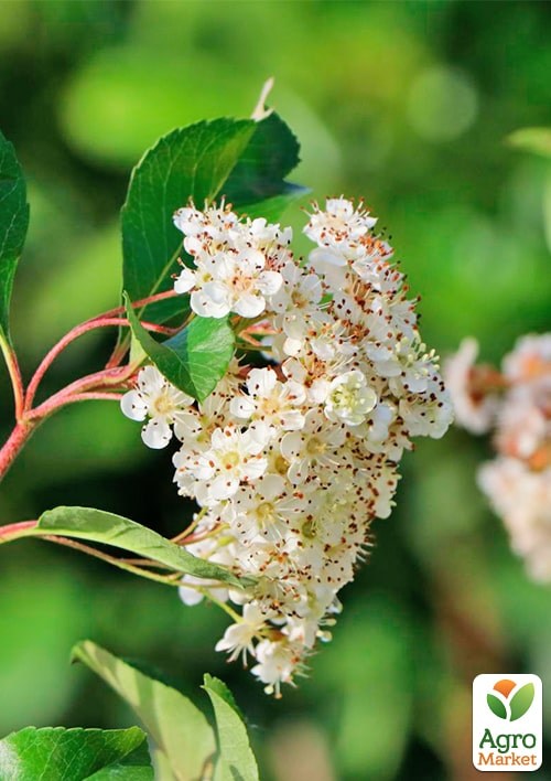 Пираканта (живая изгородь) "Orange Charmer"  - фото 4