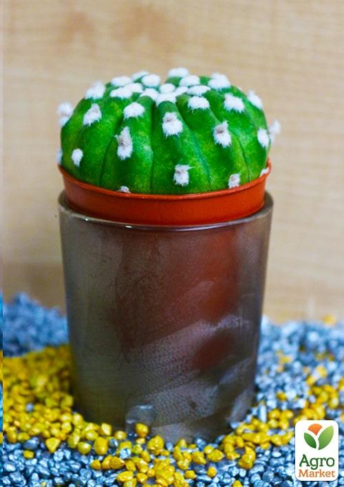 Кактус "Эхинопсис полуобнаженный" (Echinopsis subdenudata) (Нидерланды)