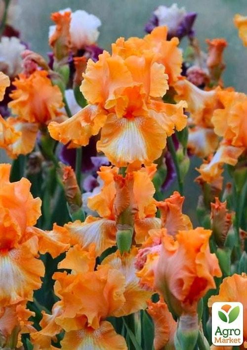 Ирис бородатый крупноцветковый "Cajun Rhythm"   - фото 3