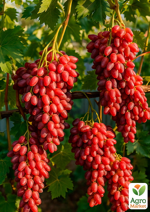 Виноград "Ассоль" (кишмиш, середній термін дозрівання, висока врожайність)