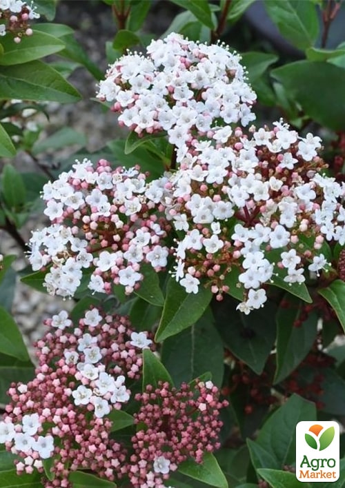 Калина вічнозелена "Spirit" (Viburnum tinus) висота 20см