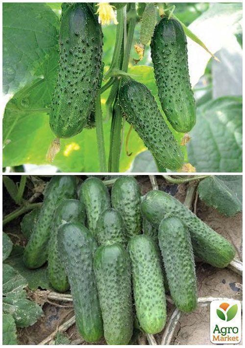 На вагу Огірок "Цезар F1" ТМ "Весна" ціна за 4г - фото 2