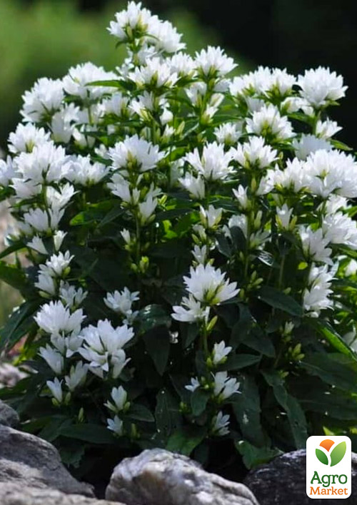 Дзвіночок скучений "Bellefleur White" (морозостійкий, рясно квітучий багаторічник)