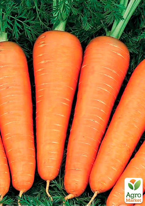 На развес Морковь "Шантане Роял" ТМ "Весна" цена за 10г - фото 2