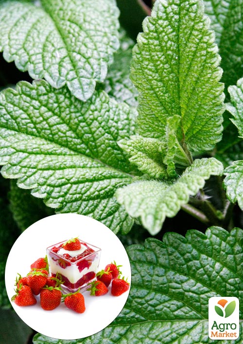 М'ята "Berry and Cream"