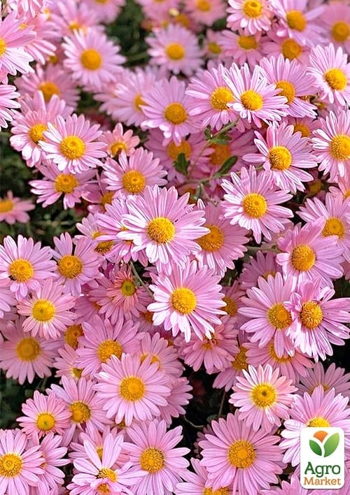 Хризантема Садовая "Pink Chamomile" (высота 30-50см) - фото 2