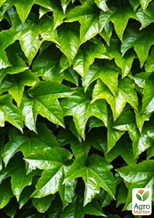 Виноград девичий триостренный "Вичи" (высота 10-20см) - фото 3