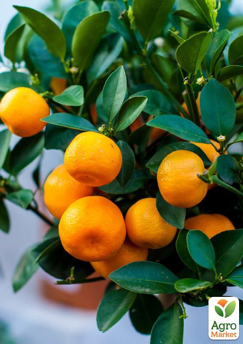 Мандарин "Абхазский"  (саженец 2 года)