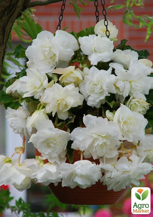 Бегонія ампельна "Каскад біла" 1 шт
