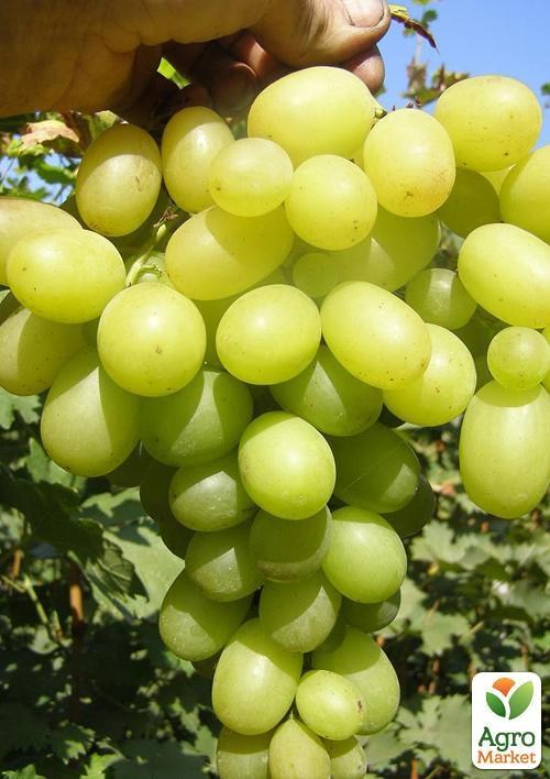 Виноград "Брестовица" (винный)
