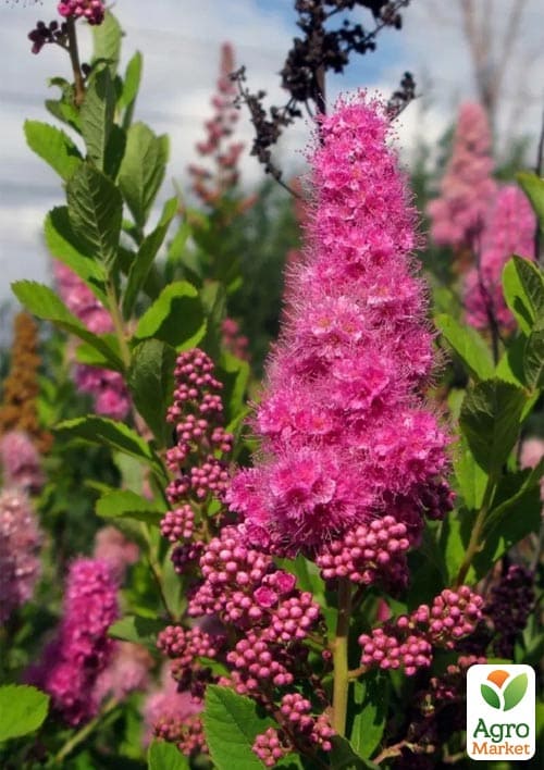 Спирея Билларда "Triumphans" (горшок Р9)  - фото 2