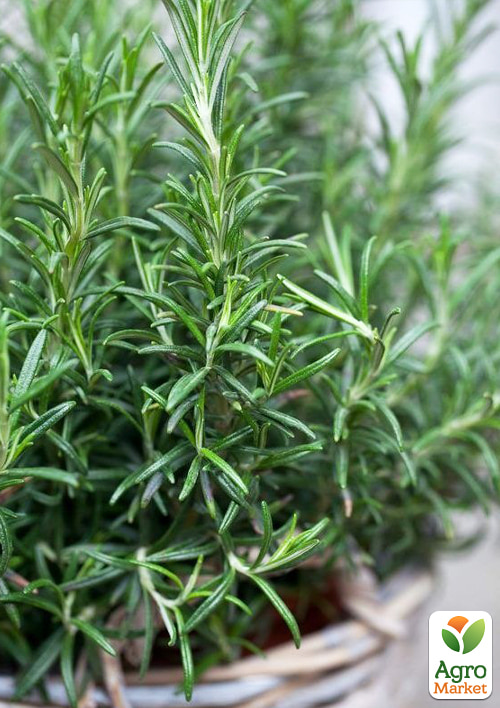 Розмарин лекарственный "Speedy" 