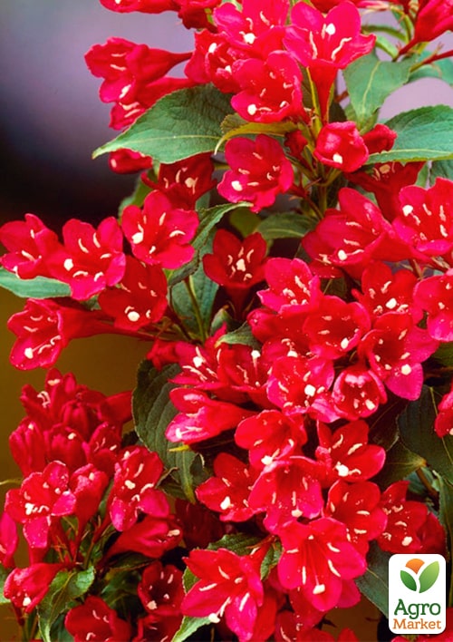 Вейгела "Eva Rathke" (Weigela x hybrida)