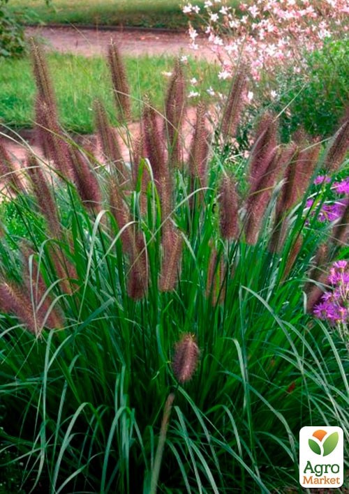 Пеннисетум лисохвостый "Viridescens" вазон С2