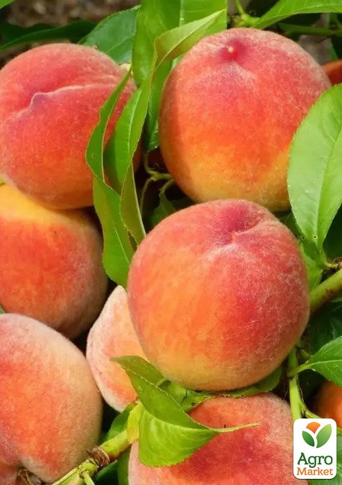 Персик "Ред Хевен" укорененный в контейнере (саженец 2 года) - фото 2