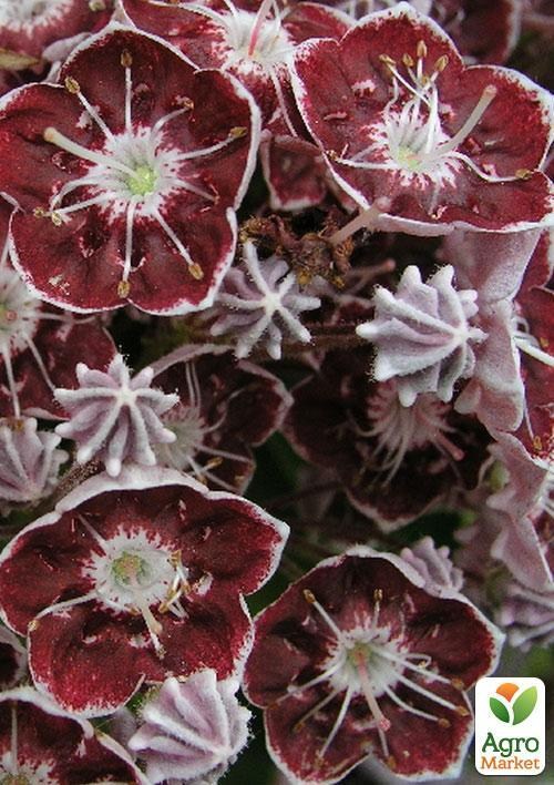 Кальмія latifolia "Tad"