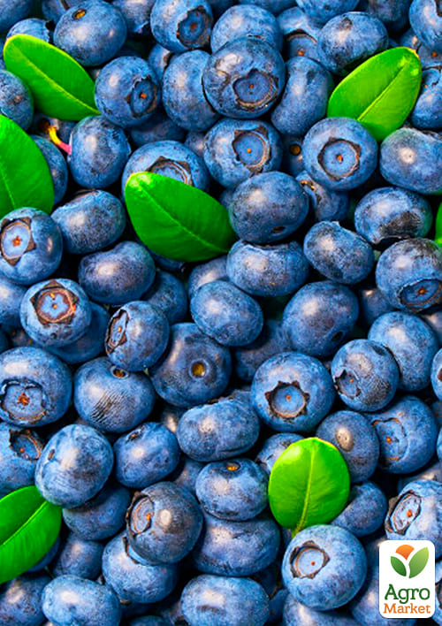 Лохина (чорниця садова) рання "Дюк" (Duke) (один з найбільш високоврожайних сортів) - фото 5