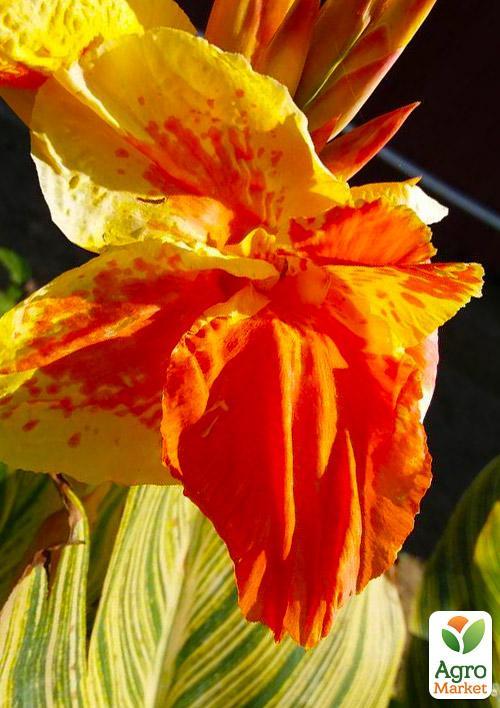 Канна Пестролистная"Gold Ader"  - фото 2