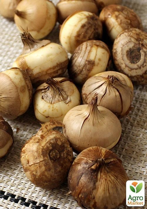 Крокус ботанічний "Gipsy Girl" - фото 2