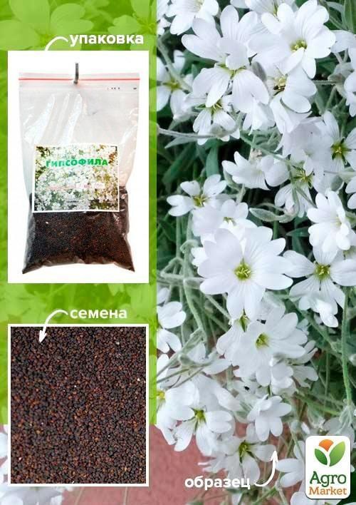 Гипсофила белая ТМ "Весна" 100г