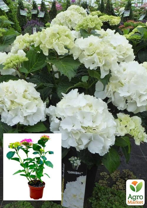 Гортензия крупнолистная 3-х летняя "Schneeball"