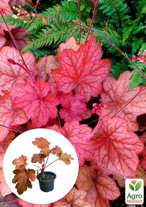 Гейхера (Heuchera) "Georgia Peach" С1 (висота 15-30см)