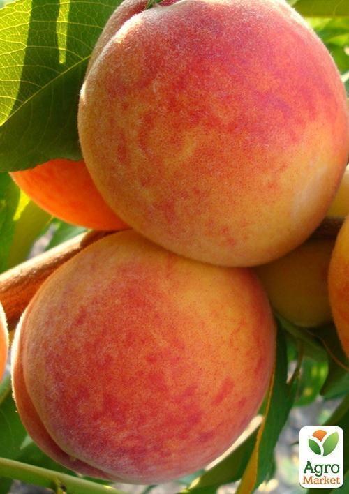 Персик "Августовский" (летний сорт, среднепоздний срок созревания) - фото 4