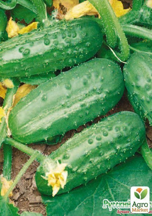 Огурец "Капелька" (Зипер) ТМ "Весна" 2г - фото 2