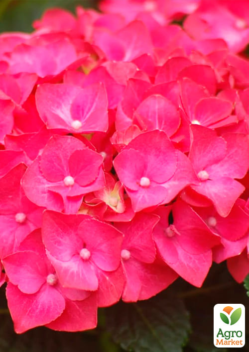 Гортензия крупнолистная малиновая "Сладкая мечта" (Sweet dream) - фото 5