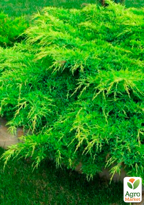 Можжевельник средний "Mint Julep" (контейнер Р9, высота 10-12 см) - фото 7