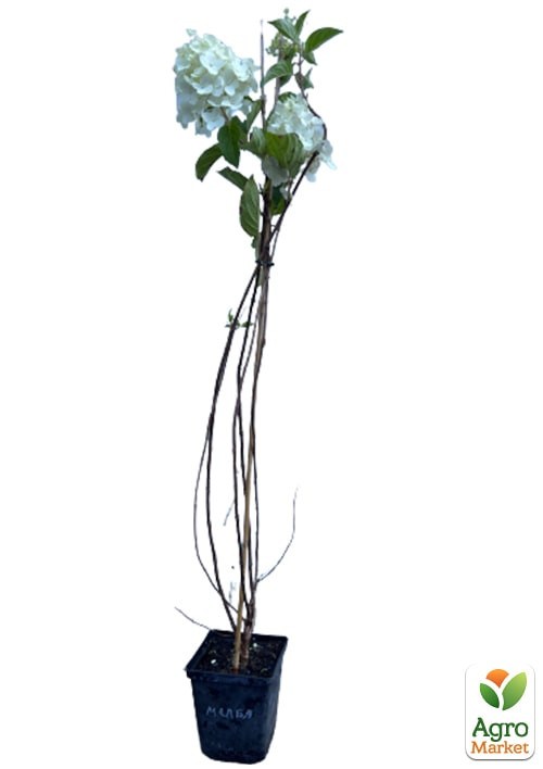 Гортензия 3-х летка метельчатая "Melba" - фото 2