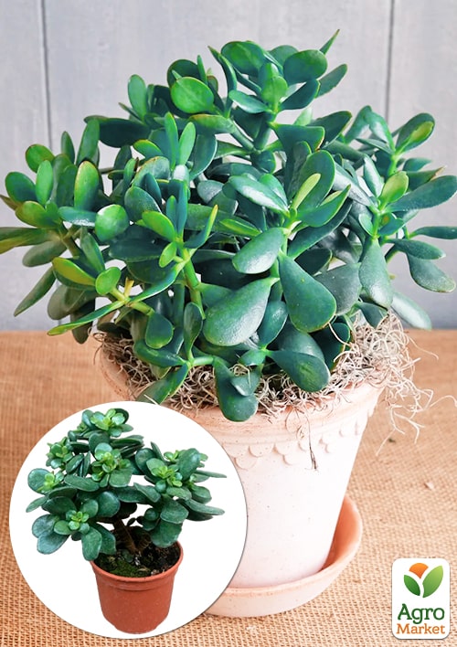 Денежное дерево "Blue Bird" (крассула, толстянка)