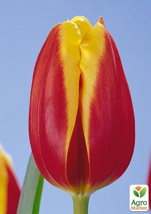 Тюльпан "Nashville" 3шт в упаковці