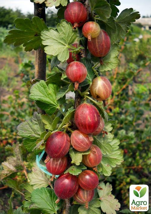 Крыжовник на штамбе "Каптиватор" (Captivator) (среднего срока созревания сорт) - фото 4