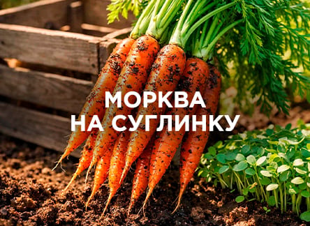 Як отримати врожай моркви на суглинному ґрунті?