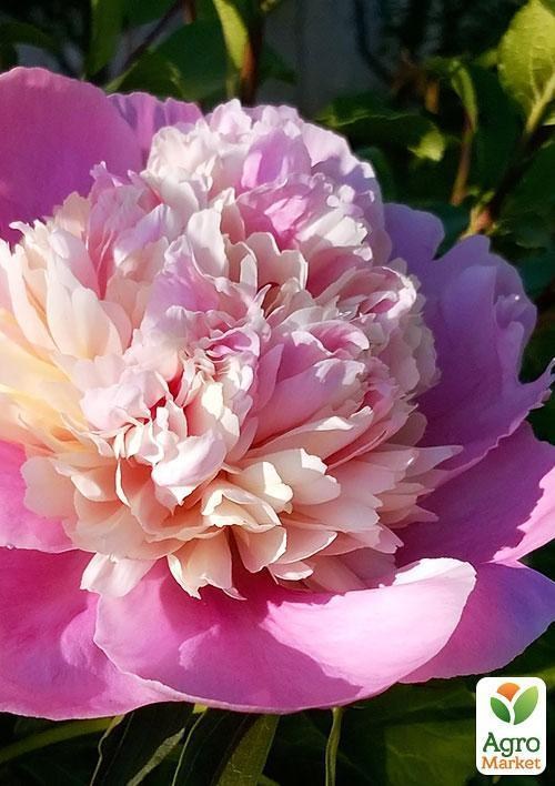 Півонія "Біло-рожевий шедевр" ТМ "Vesna Exclusive" 3шт