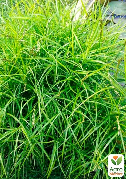 Осока пальмоподібна "Carex muskingumensis" вазон С2