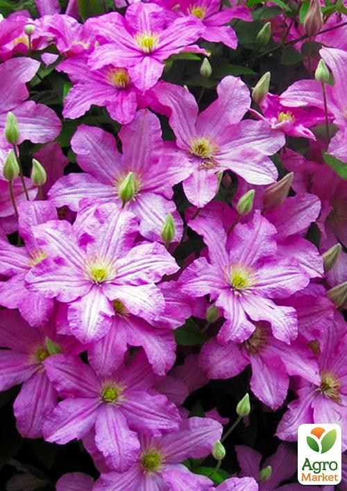 Клематис 3-х річний "Comtesse de Bouchaud" С2 - фото 5