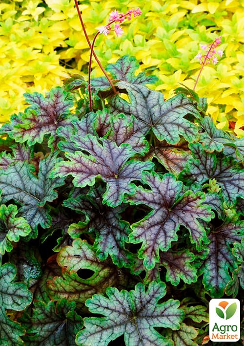 Гейхера (Heuchera) "Tapestry" 1шт - фото 2