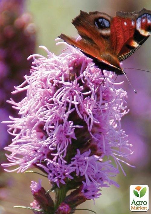 Лиатрис "Розовый" 5шт - фото 3