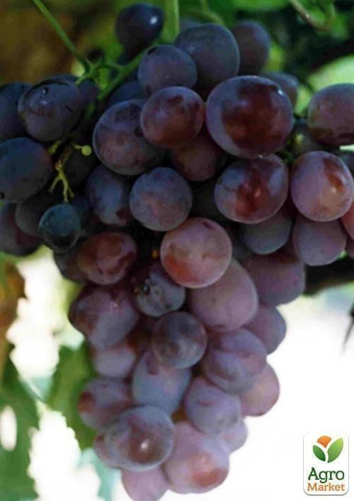 Виноград "Криулянский"
