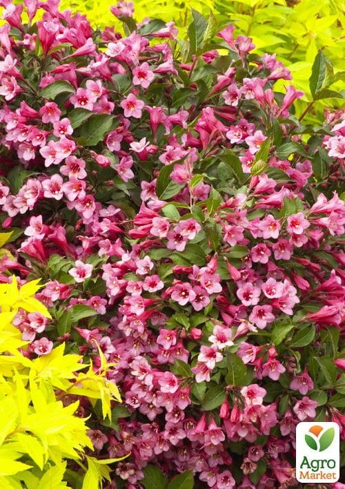 Вейгела «Minuet» (Weigela'Minuet') S3, висота 50-60см - фото 2