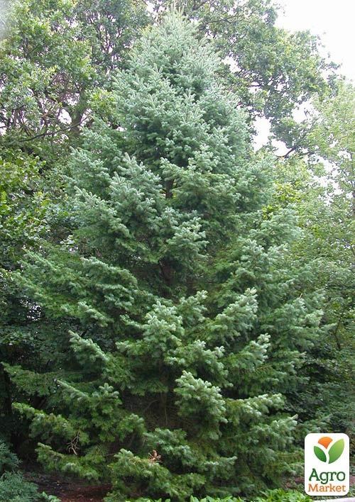 Ялиця Маньчжурська (Abies holophylla) горщик P9 1 саджанець в упаковці - фото 2