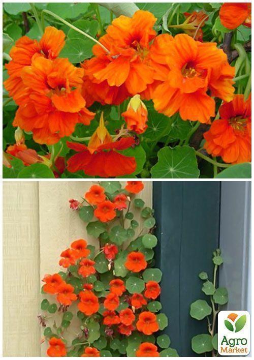 На вагу Настурція "Помаранчева кучерява" ТМ "Весна" ціна за 3г - фото 4