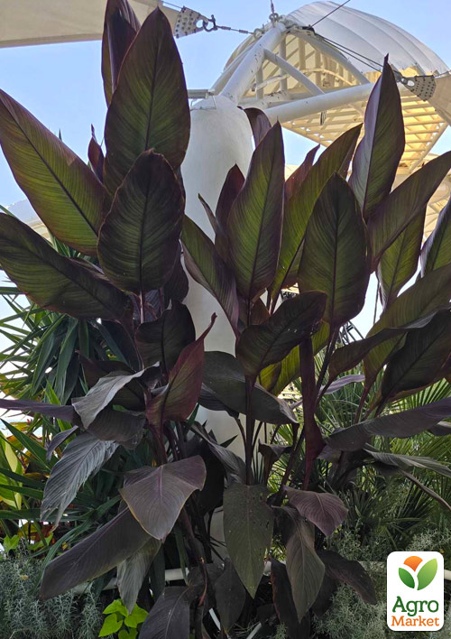 Канна темнолиста «Red Stripe» - фото 4