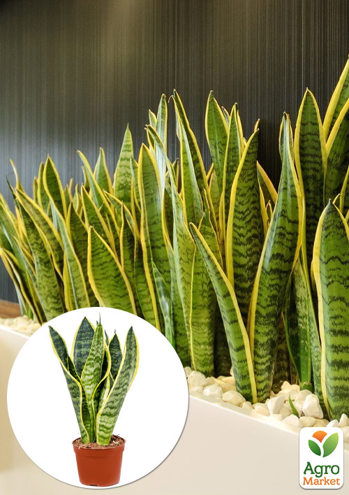 LMTD Сансевієрія "Futura Superba" (С12 висота рослини 25-35см)